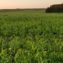 This is a seven-way mix of cover crops that Brian Doerr planted and used to graze cattle last fall and also to provide some nitrogen for his 2021 corn crop.