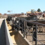 FDA reissued the release, with added text to emphasize that monensin is safe for use in cattle and goats, and that “meat from cows and goats and milk from cows treated with Monovet 90 are safe for people to consume."