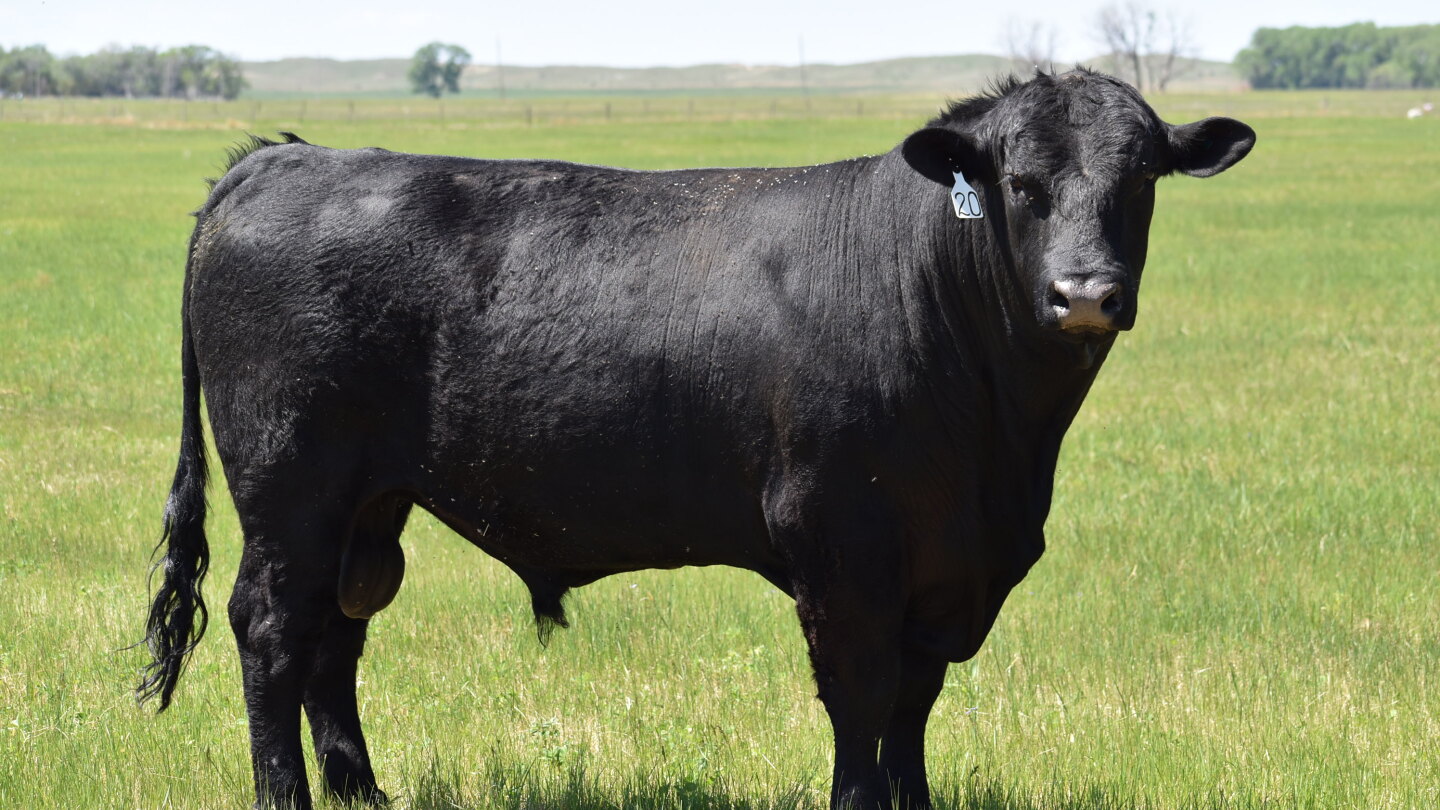 Buy or Lease a Bull: What's Best for Your Operation? - Drovers