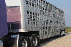 Livestock_trailer