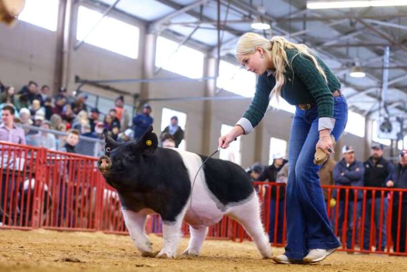 Grand Champion Barrow FWSSR 2023