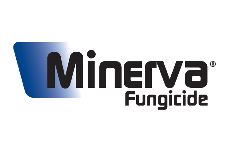 Minerva_Logo-01.png