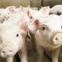 Pigs