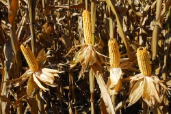 GE technology can improve yields and crop quality while reducing pesticide use and soil erosion.