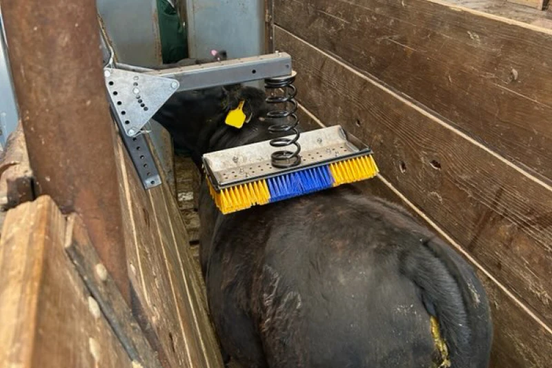 New Tech Solution Could Brush Away Bovine Stress