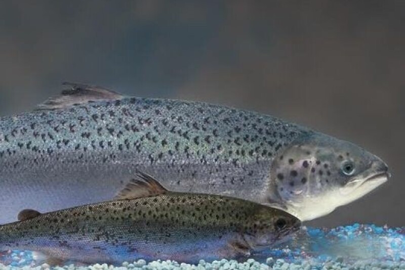 Salmon