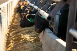 Feed Efficiency
