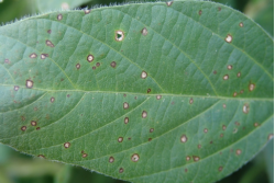 Frogeye leaf spot is resistant to some fungicides.