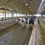 DT_Dairy_Cows_Walkup