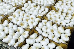 The unique attributes of garlic make it perfect for cooking demos that stir the senses.