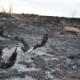 Fires ripped across parts of Texas, Oklahoma, Colorado and Kansas last week, leaving destruction in their path.