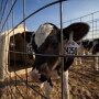 “This is promising,” Amesh Adalja, an infectious disease physician at the Johns Hopkins University Center for Health Security told ScienceMag.org. “We want to have as many countermeasures as we can.”