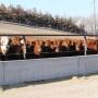 Preconditioning programs can vary greatly from one operation to another but share the common goal of preparing calves for the next phase of production. 