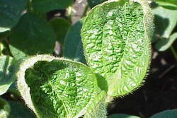 BASF anticipates EPA will re-approve dicamba with a new label soon.
