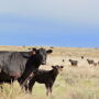 Cattle herd expansion has ended