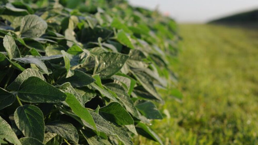 soybeans