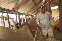 Professor Ermias Kebreab with the UC Davis Department of Animal Science is conducting research with dairy cows to find out if seaweed will reduce methane emissions from cattle. Results are promising, but not final. 