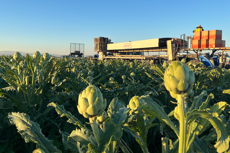 artichokes in field