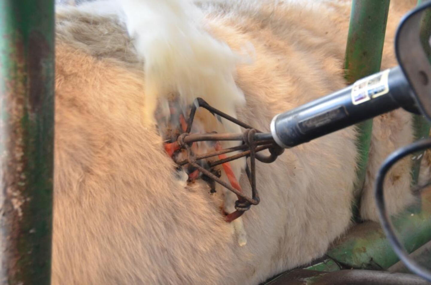 Branding today is still the most recognized and accepted means of indicating ownership of cattle in North America. 