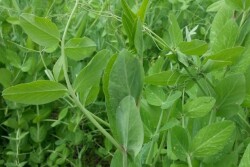 cover_crop