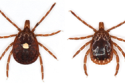 Lone star tick