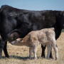 Black cow and calf