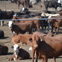 Feedlot TAMU