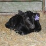 baby calf Angus SB