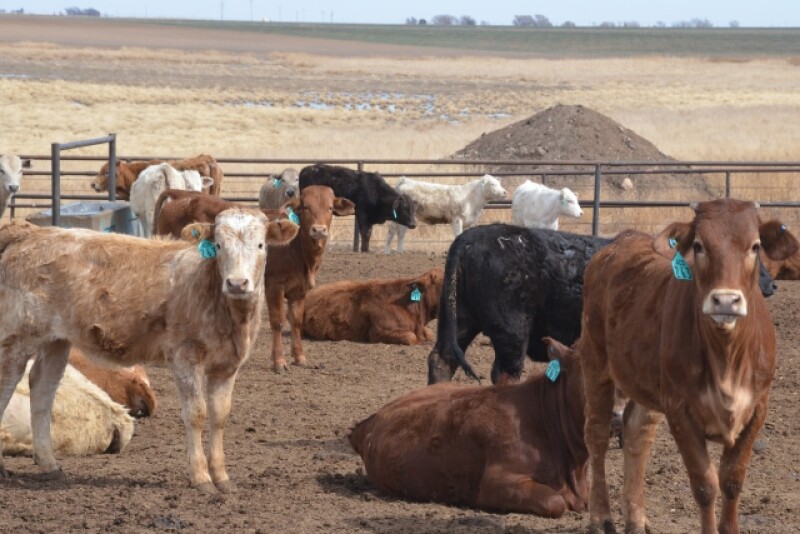 BT_Mexican_Feedlot_Cattle