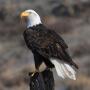 Bald.Eagle_.USFWS_.jpg