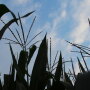 2014-Crop-Tour-Ohio-Corn-Tassel