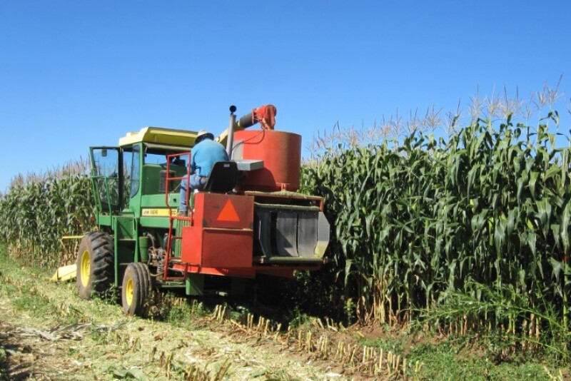 corn-silage