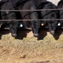 These unconventional feed sources may provide options for drought areas low on feed and as commodity prices remain at historically high levels.