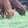 BT_cover_crop_grazing_cattle