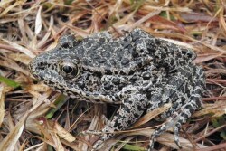 According to court decisions to date, a regionally extinct plant or animal can be the ESA basis for a critical habitat designation, a reality not recognized by most U.S. landowners and farmers.
