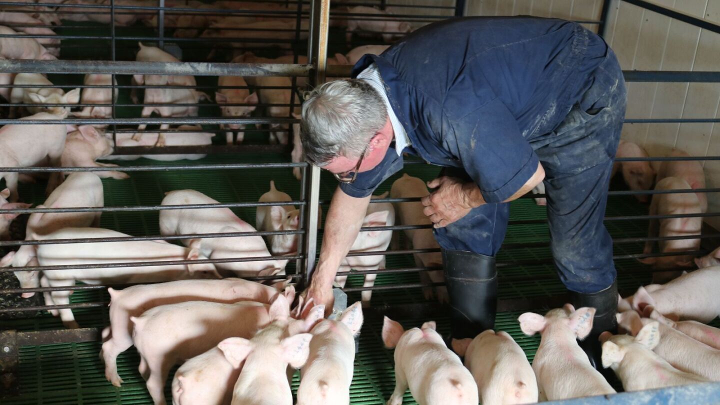 Here's Why the Swine Health Information Center Needs Your Help - Pork ...