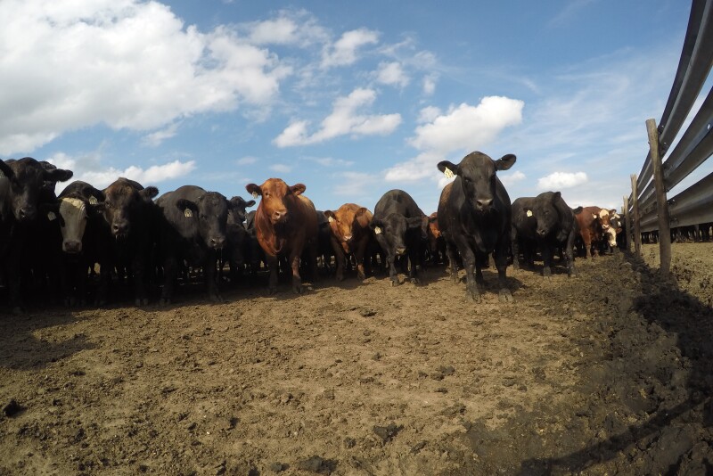 BRD is the largest drain on all segments of the industry, but we are closer to technology that enhances animal well-being and improving operation efficiency.