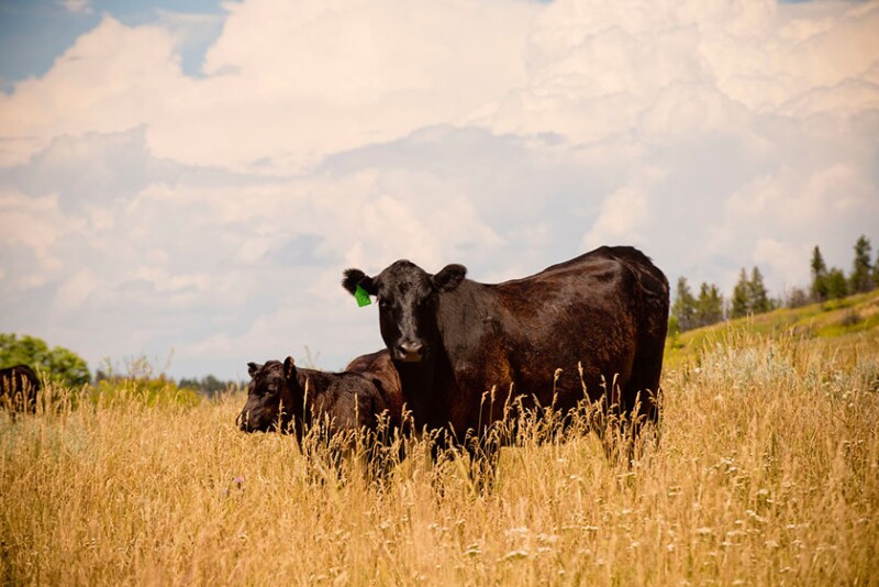 Grazig cows 