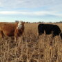 BT_Cows_Grazing_Sorghum_Stalks