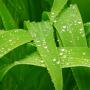 rain_corn_leaf.jpg