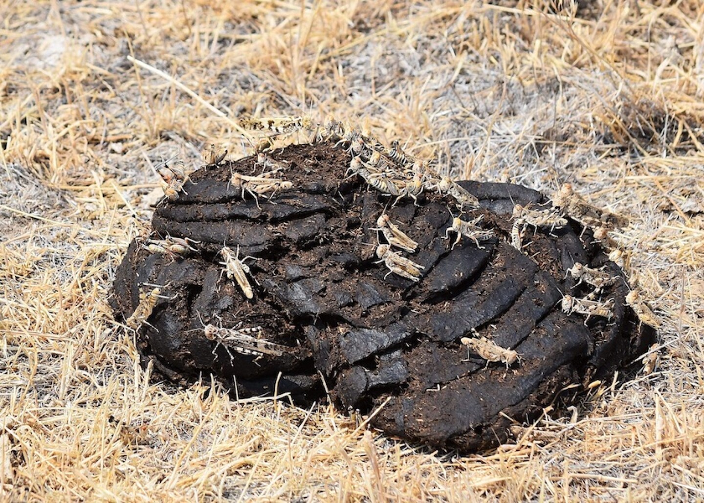 cow%20poop%20grasshoppers.jpg