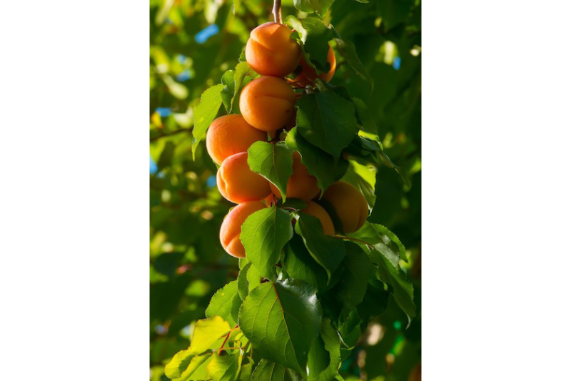 Stemilt apricots