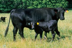 Cow-Hero-Image-1200x627.jpg