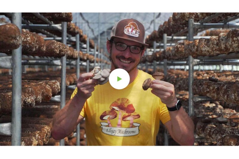 ForkinRoad-EllijayMushrooms.jpg