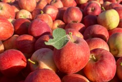 Gala apples from CMI Orchards