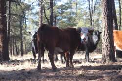 New Mexico Feral Cattle 
