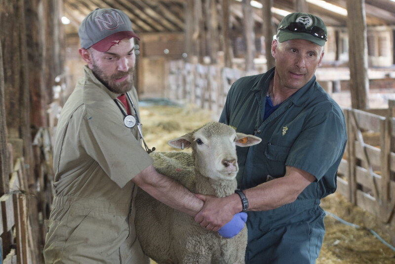 Vet student Dave Williams and Dr. David Van Metre carry a ewe for an exam of her hoof during a CSU lambing course in Wyoming. 