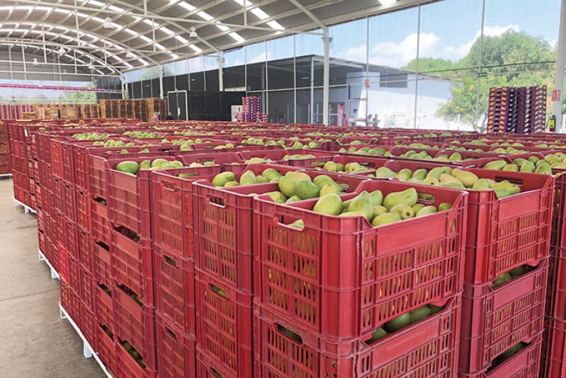 With a tight window between Easter and Cinco de Mayo this year, grower-shippers have their work cut out for them as they try to keep up with consumer demand. There should be plenty of mangoes available, however.