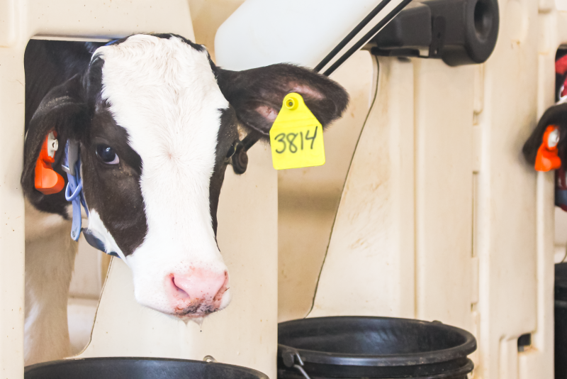 Melissa Cantor Calfhealth Dairy Calves