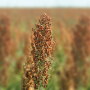 China just made a historic buy, purchasing 9% of the U.S. sorghum crop in a single week, but can the buying momentum last? Industry insiders say there are several factors at play that could help secure more sorghum purchases yet this year.